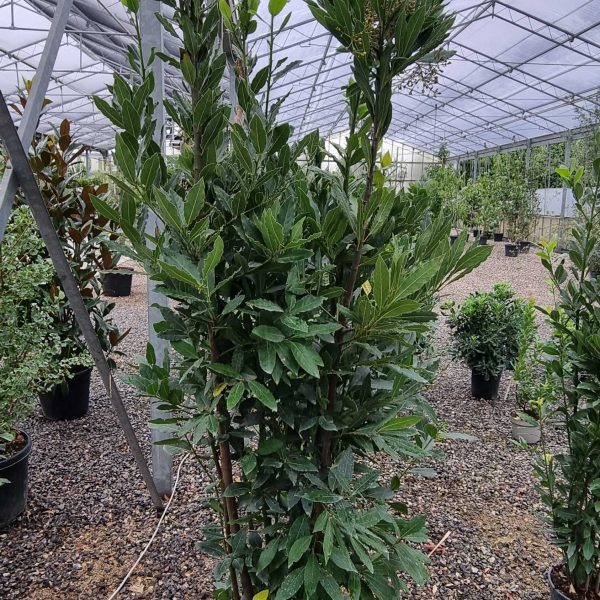 Laurus nobilis (Navadni lovor)
