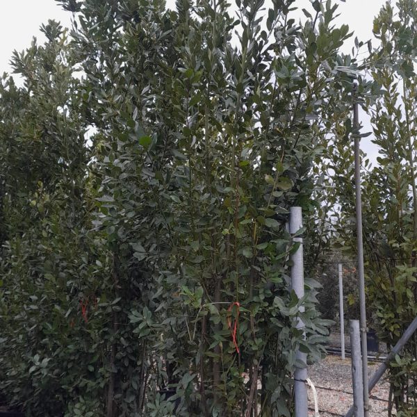 Laurus nobilis (Navadni lovor)
