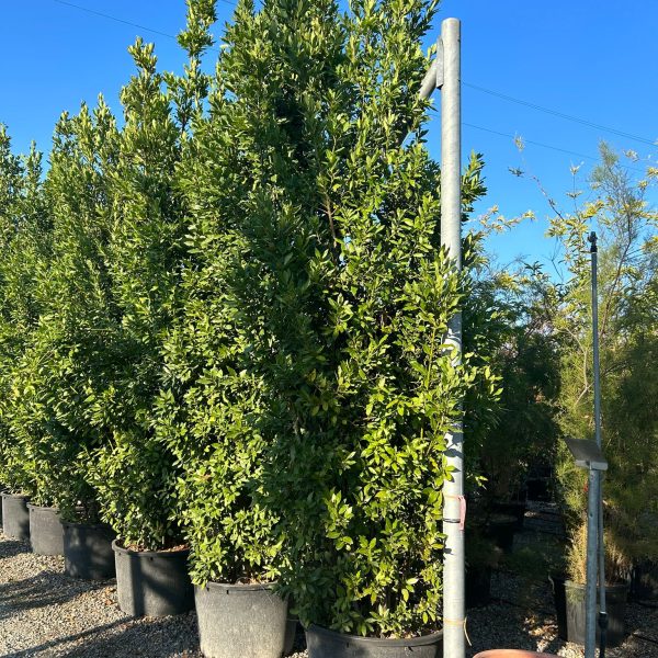 Laurus nobilis (Navadni lovor)