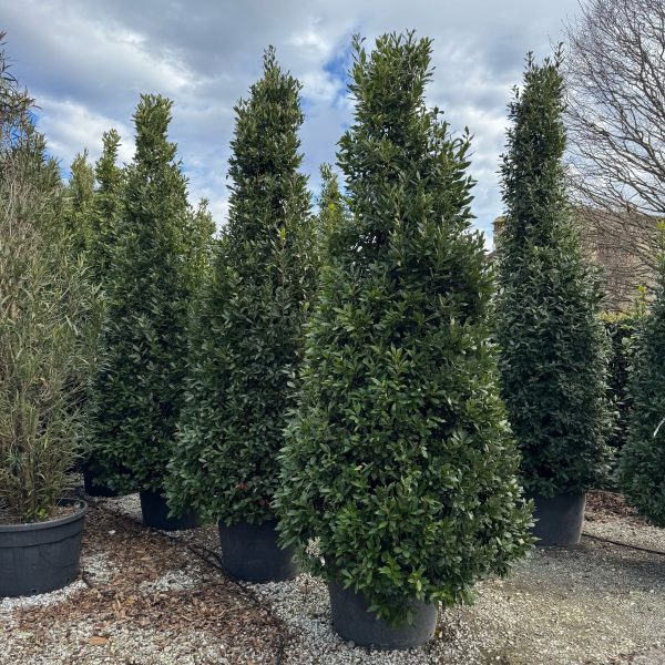 Laurus nobilis (Navadni lovor)