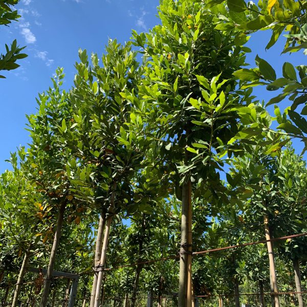 Laurus nobilis (Navadni lovor)