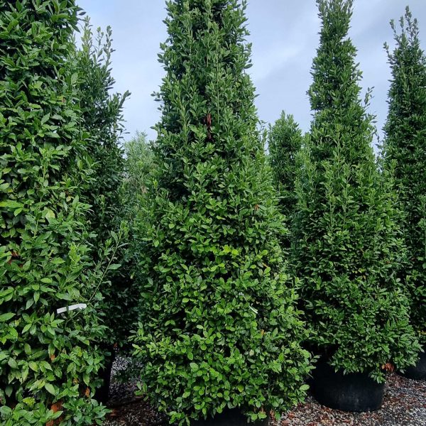 Laurus nobilis (Navadni lovor)