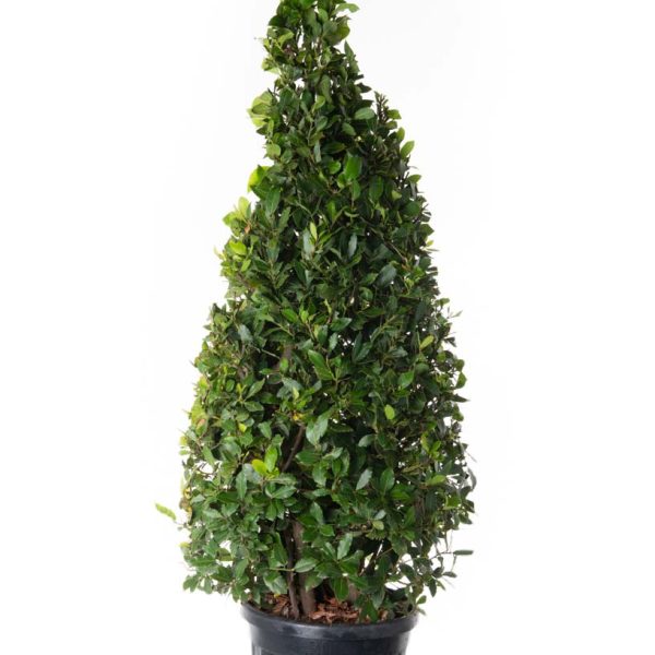Laurus nobilis (Navadni lovor)
