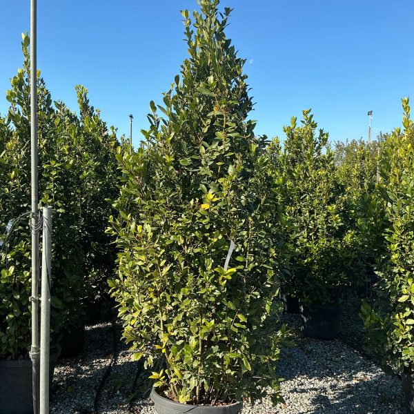 Laurus nobilis (Navadni lovor)