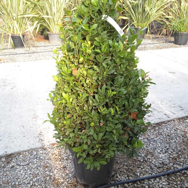 Laurus nobilis (Navadni lovor)