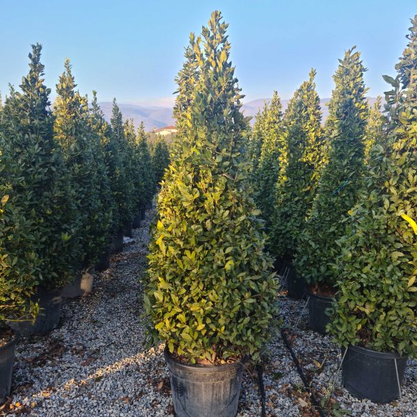 Laurus nobilis (Navadni lovor)