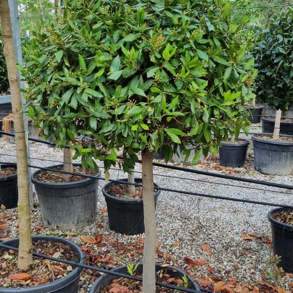 Laurus nobilis (Navadni lovor na steblu)