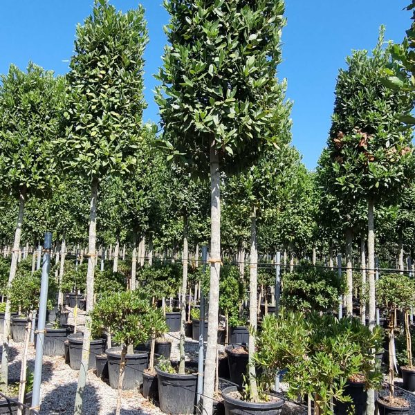 Laurus nobilis (Navadni lovor na steblu)