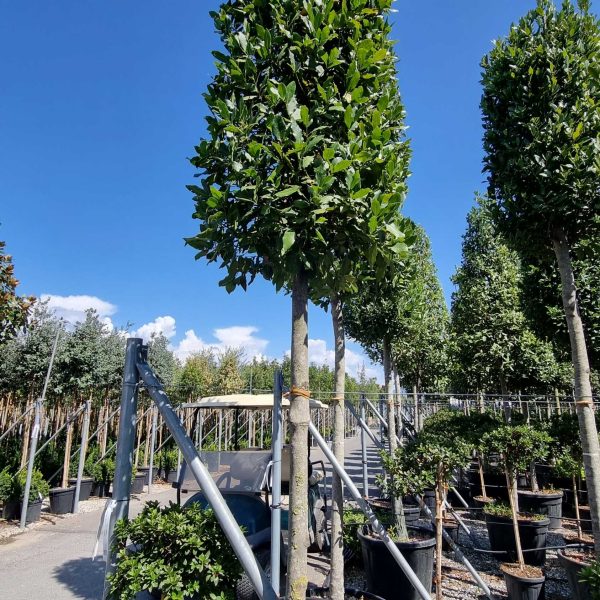 Laurus nobilis (Navadni lovor na steblu)