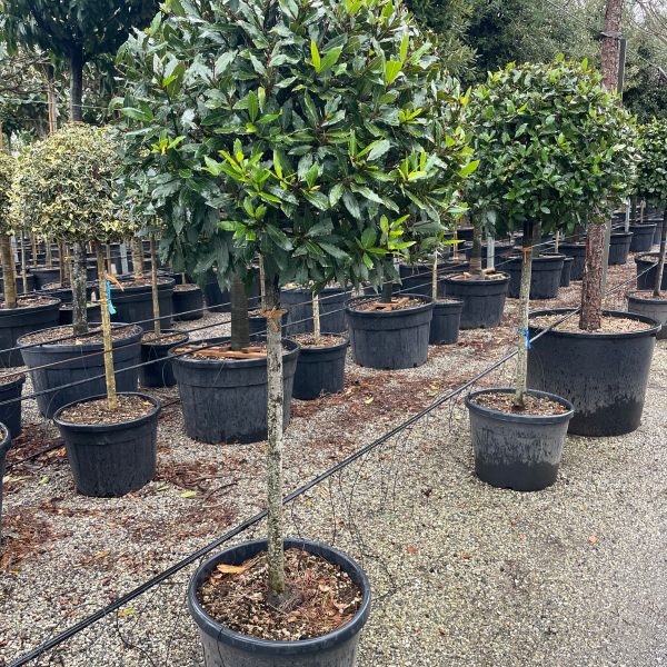 Laurus nobilis (Navadni lovor na steblu)