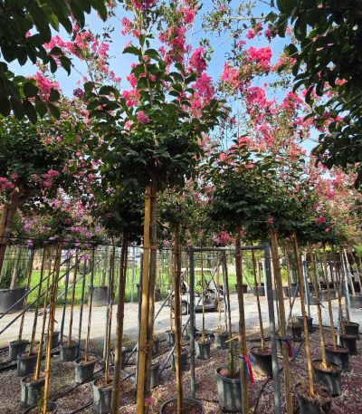 Lagerstroemia × TUSKEGEE LATU-I-8051838750379
