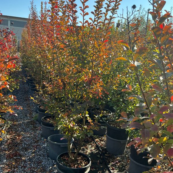 Lagerstroemia × WATERMELON LAWA-I-8051838499018