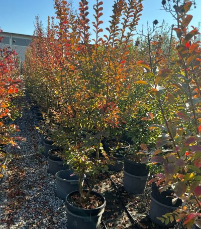 Lagerstroemia × WATERMELON LAWA-I-8051838499018