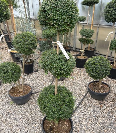 Ligustrum delavayanum LIDE-I-8051838342109