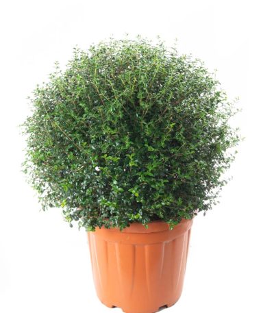 Ligustrum delavayanum LIDEBALL-I-8051838665130