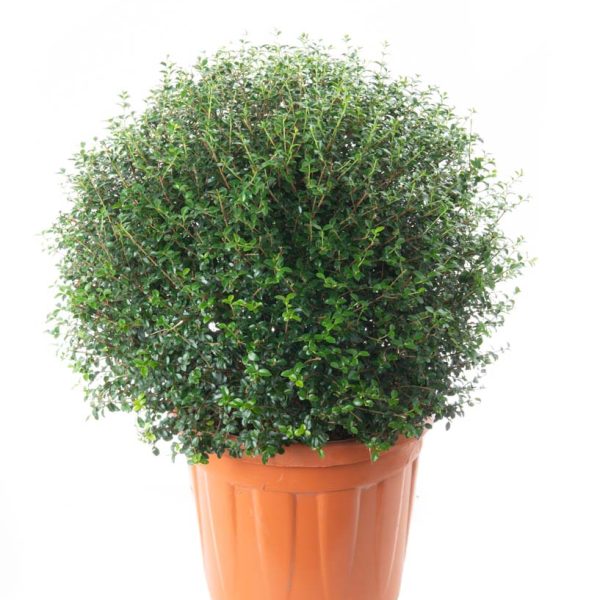 Ligustrum delavayanum LIDEBALL-I-8051838665130