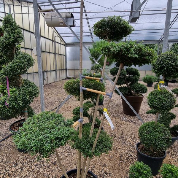Ligustrum delavayanum