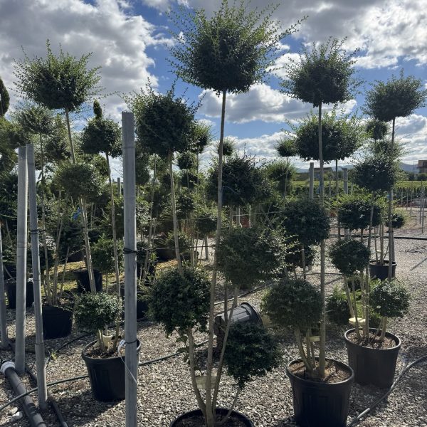 Ligustrum delavayanum