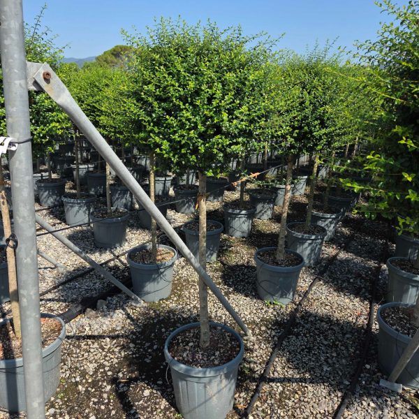 Ligustrum delavayanum (Kitajski liguster na stebru)