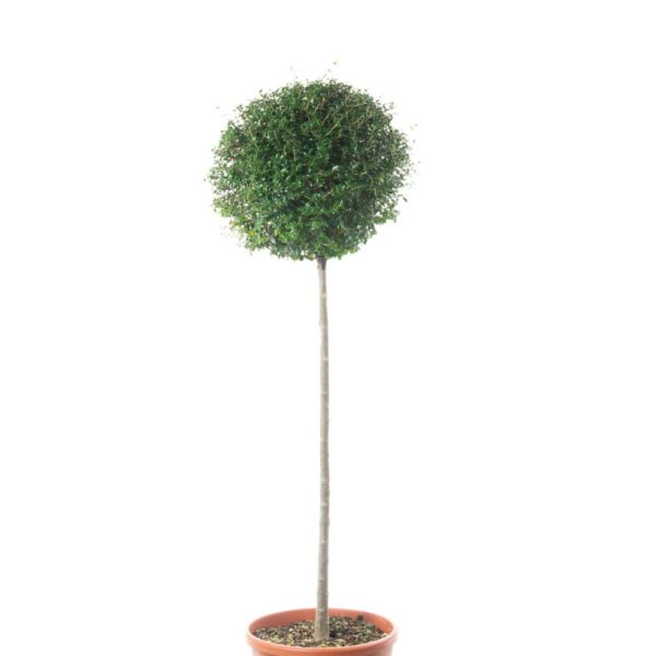 Ligustrum delavayanum (Kitajski liguster na stebru)