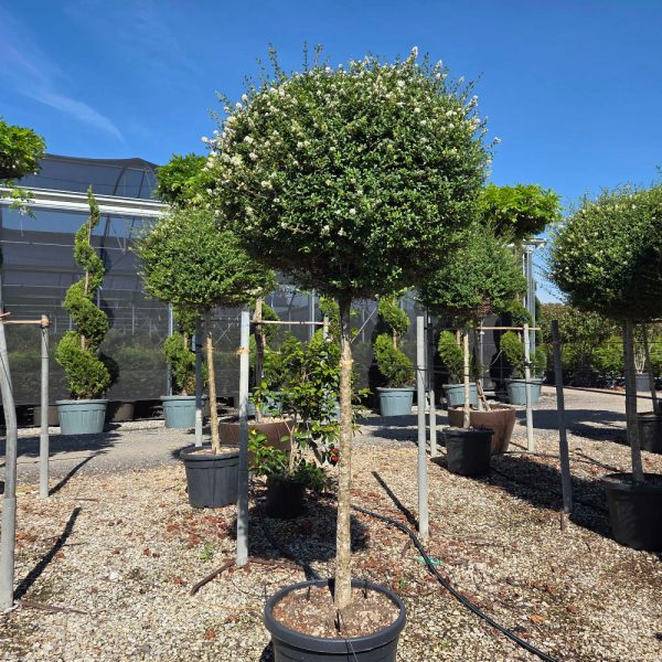 Ligustrum delavayanum (Kitajski liguster na stebru)