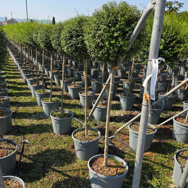 Ligustrum delavayanum (Kitajski liguster na stebru)