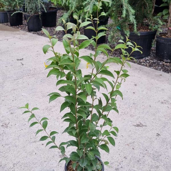 Ligustrum Japonicum (Japonski liguster)