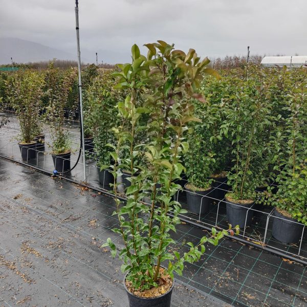 Ligustrum Japonicum (Japonski liguster)