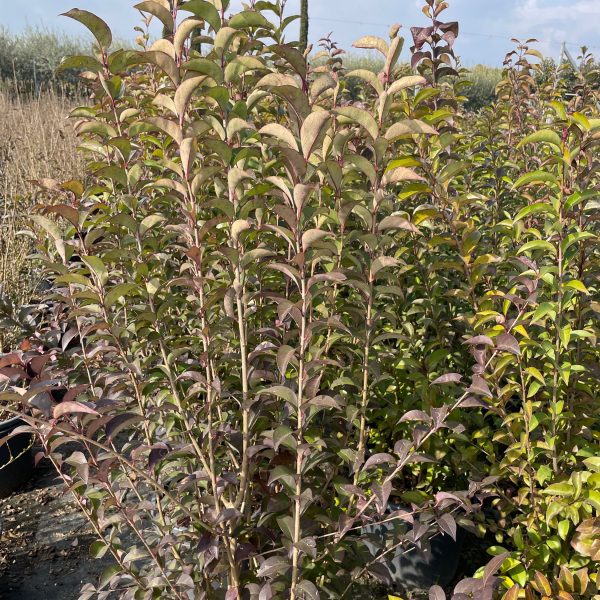 Ligustrum Japonicum (Japonski liguster)