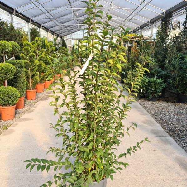 Ligustrum Japonicum (Japonski liguster)