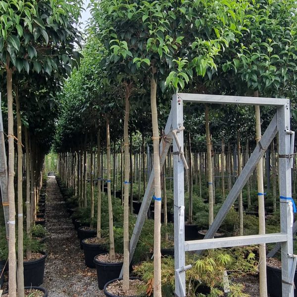 Ligustrum Japonicum (Japonski liguster)