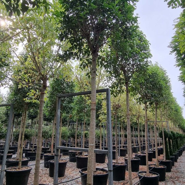 Ligustrum Japonicum (Japonski liguster)
