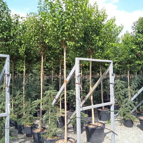 Ligustrum Japonicum (Japonski liguster)
