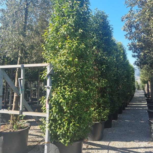 Ligustrum Japonicum (Japonski liguster)