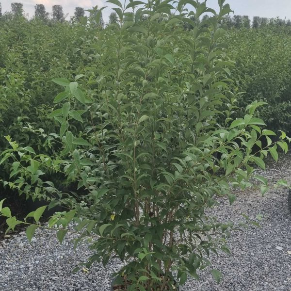 Ligustrum Japonicum (Japonski liguster)