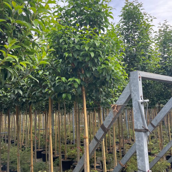 Ligustrum Japonicum (Japonski liguster)