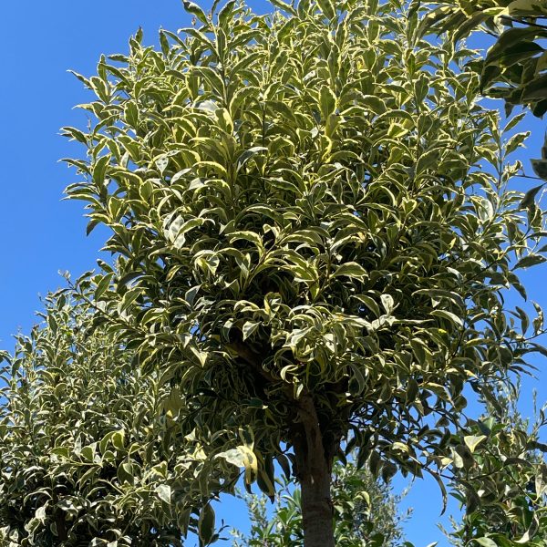 Ligustrum lucidum 'Excelsum Superbum' (Kitajski liguster)