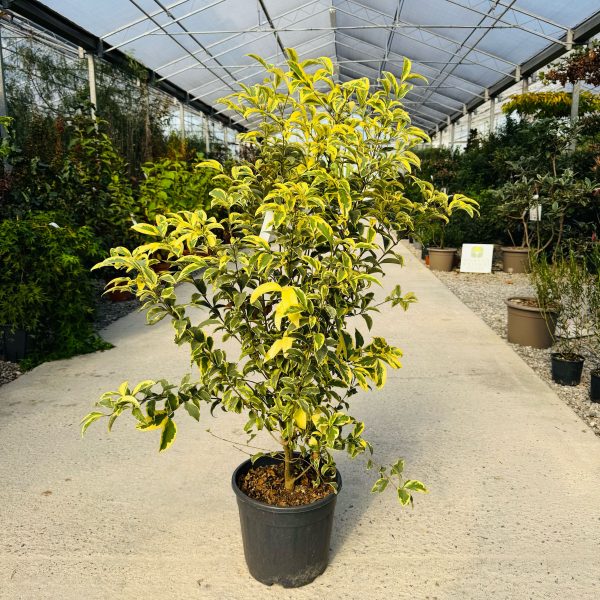 Ligustrum lucidum 'Excelsum Superbum' (Kitajski liguster)