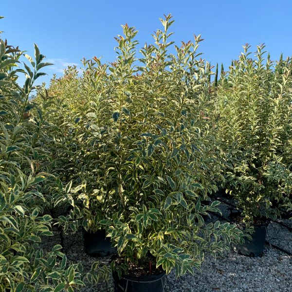 Ligustrum lucidum 'Excelsum Superbum' (Kitajski liguster)