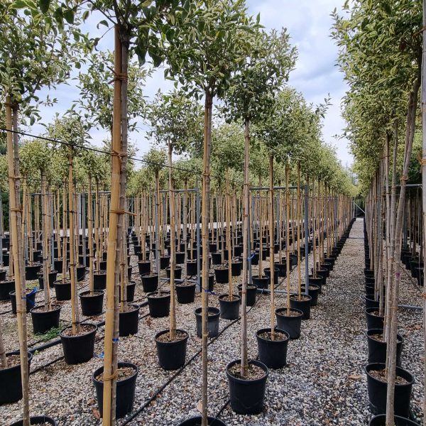 Ligustrum lucidum 'Excelsum Superbum' (Kitajski liguster)