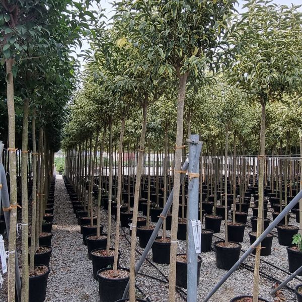 Ligustrum lucidum 'Excelsum Superbum' (Kitajski liguster)