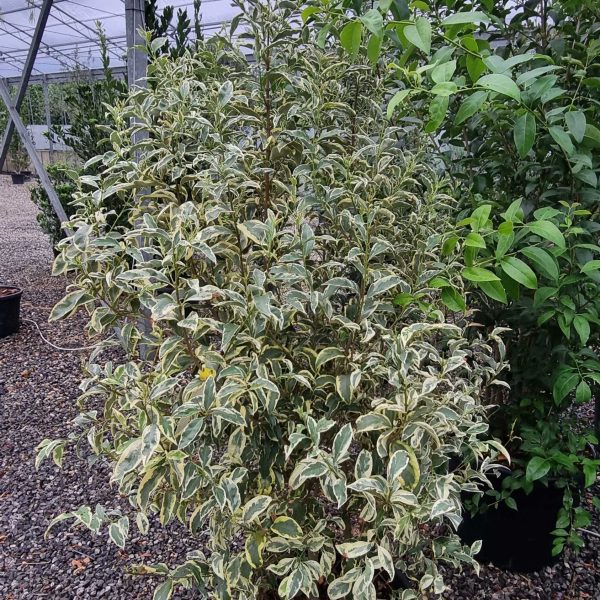 Ligustrum lucidum 'Excelsum Superbum' (Kitajski liguster)