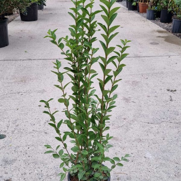 Ligustrum ovalifolium (Jajčastolistna kalina)