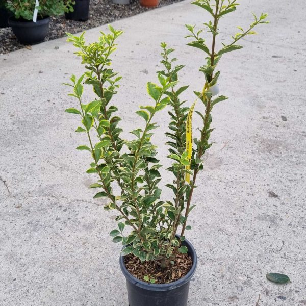 Ligustrum Ovalifolium Aureum (Ovalni liguster Aureum)