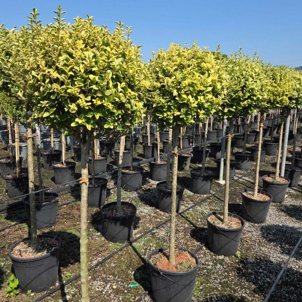 Ligustrum ovalifolium 'AUREUM' LIOVAUST-I-8051838733082
