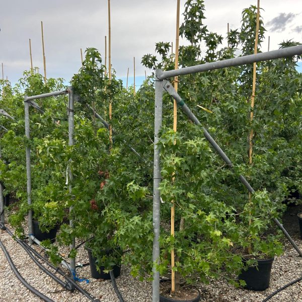 Liquidambar styraciflua (Ameriški ambrovec)