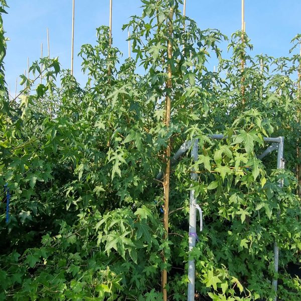 Liquidambar styraciflua (Ameriški ambrovec)