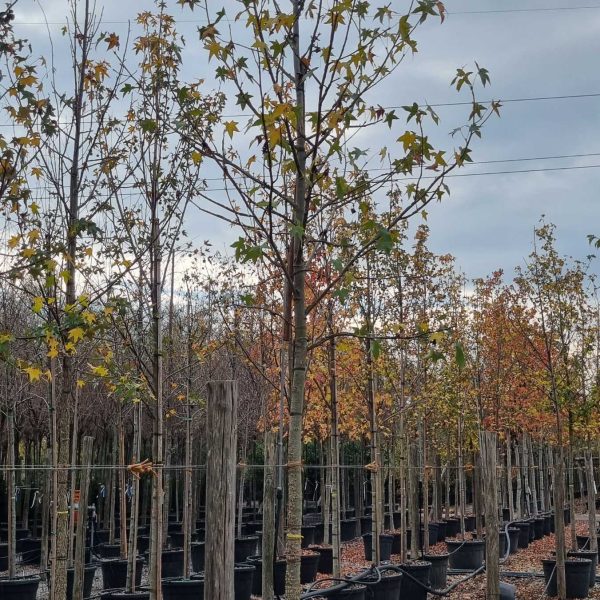 Liquidambar styraciflua (Ameriški ambrovec)