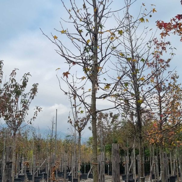 Liquidambar styraciflua (Ameriški ambrovec)