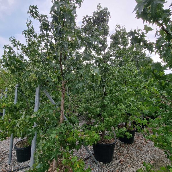 Liquidambar styraciflua (Ameriški ambrovec)